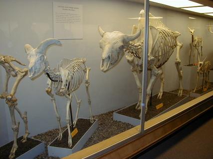 More cloven hoof skeletons<br>Location: <a href="https://www.google.com/maps/search/?api=1&query=38.89096,-77.02601" target="_new">Smithsonian National Museum of Natural History</a>